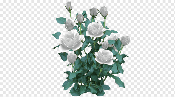 Роза куст. White Majolika