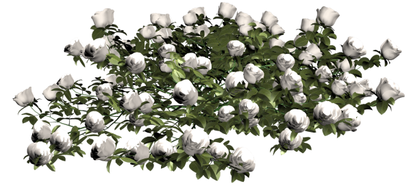 Розовый куст на белом фоне