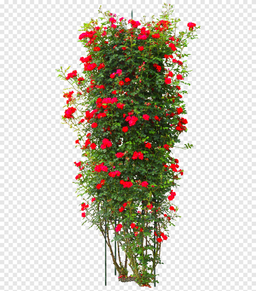 Роза кустовая Лиана