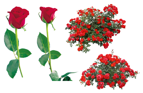 Плетистые розы на прозрачном фоне