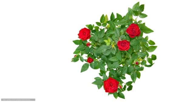 Роза морщинистая на белом фоне