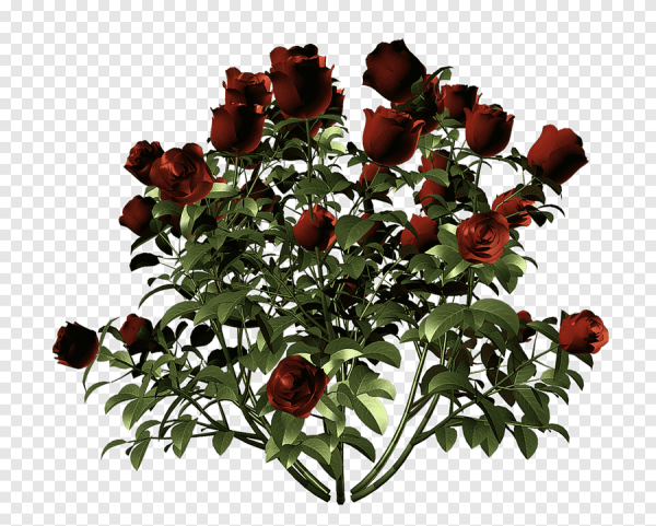 Куст красной розы на прозрачном фоне