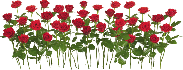 Много цветов на прозрачном фоне