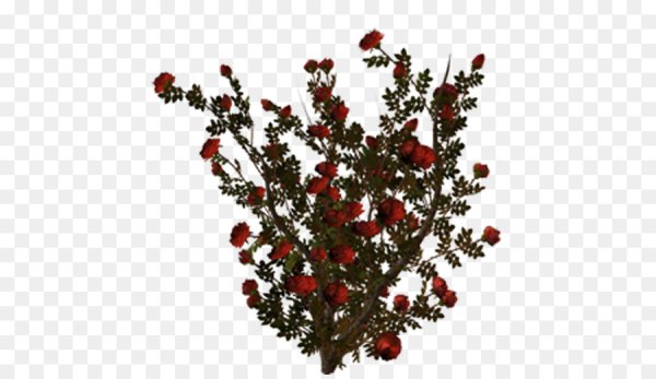 Красный куст на прозрачном фоне