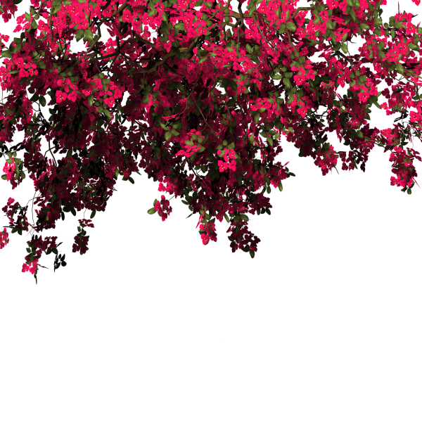 Цветы на прозрачном фоне