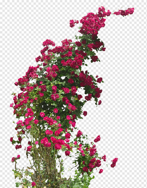 Цветочный куст