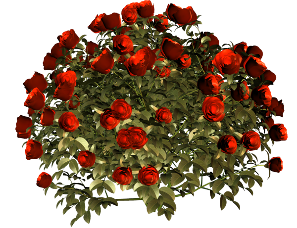 Куст розы на прозрачном фоне