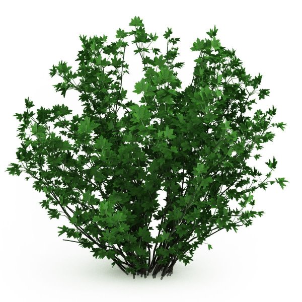 Куст кущ