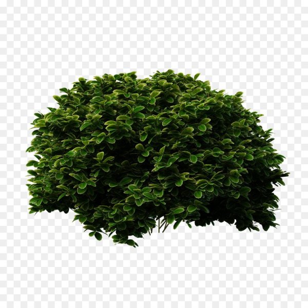 Куст arbusto