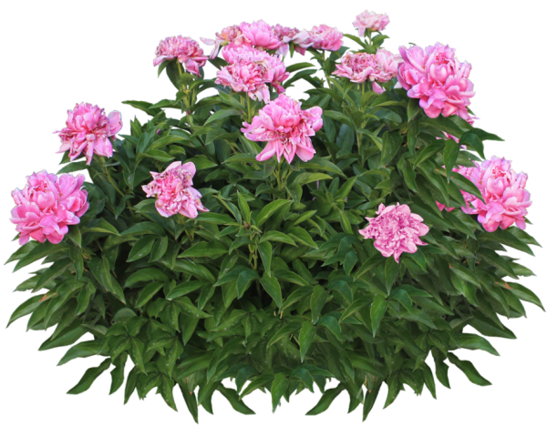 Куст пиона на белом фоне