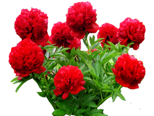 Куст пиона на белом фоне