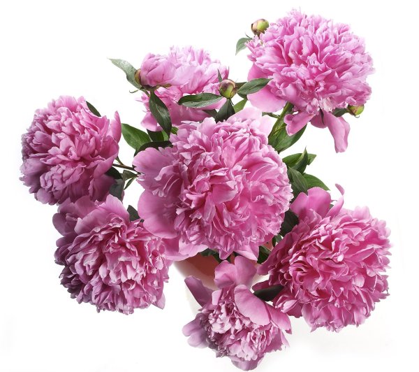 Шикарные пионы