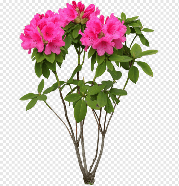 Рододендрон куст