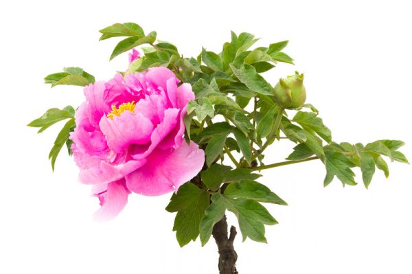 Древовидные плауны на белом фоне