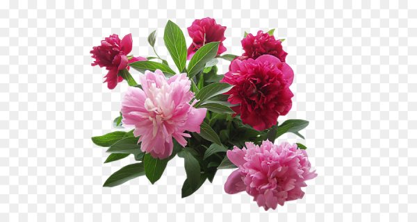 Куст пиона на белом фоне