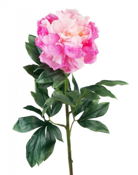 Эмма Клейн пион