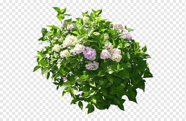 Гортензия метельчатая куст PNG