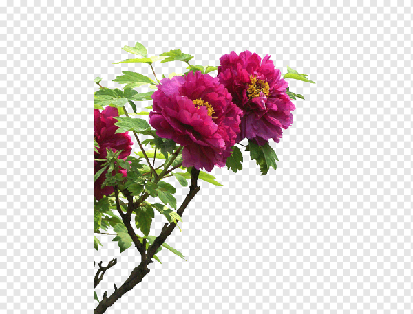 Куст пиона обтравка