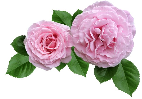 Дамасская роза PNG