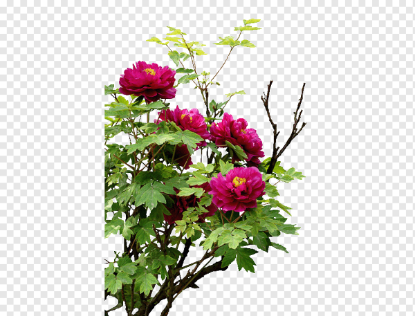 Куст пиона на прозрачном фоне