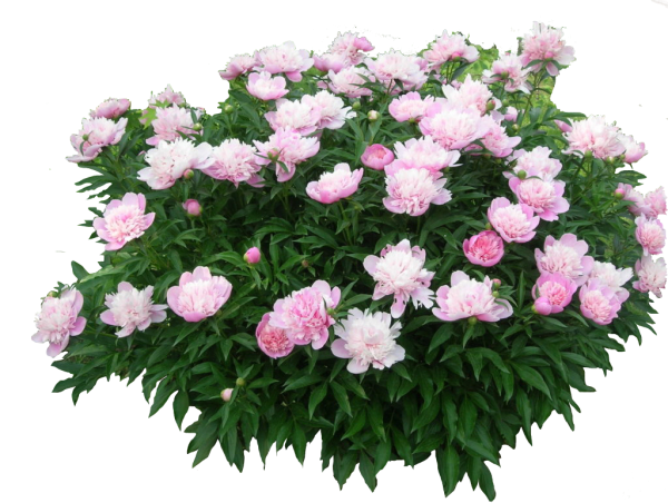 Пион белый куст обтравка