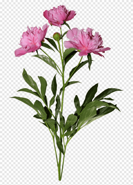 Куст пиона обтравка