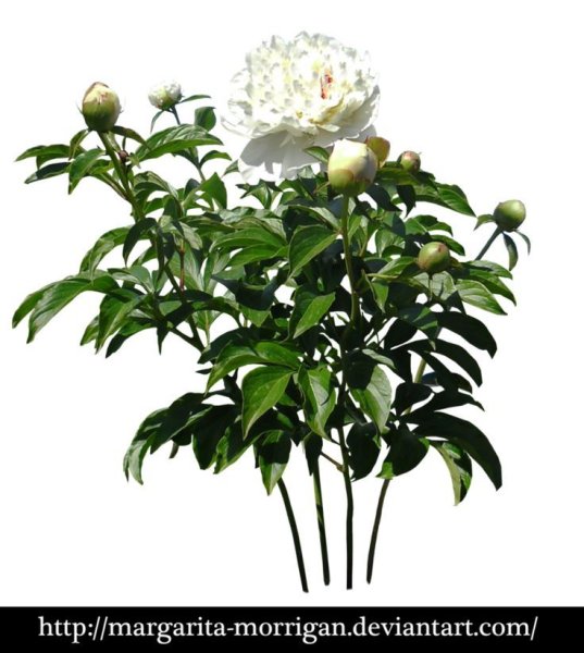 Куст пиона на белом фоне