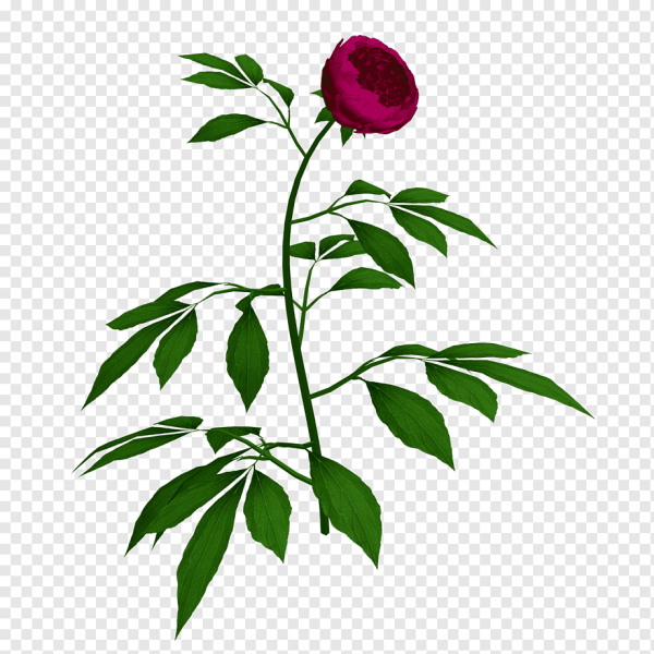 Пионы на стеблях вектор