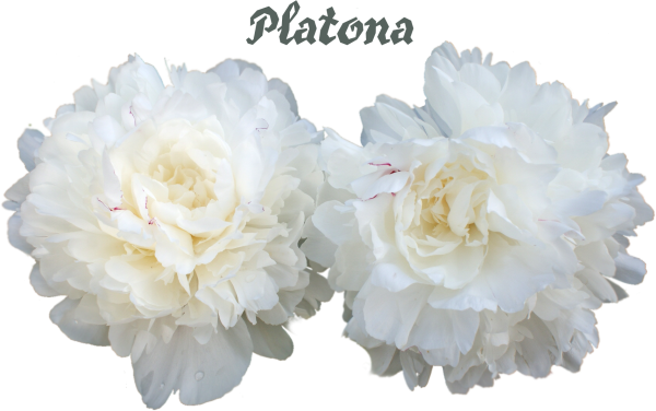 Куст пионов белых на белом фоне