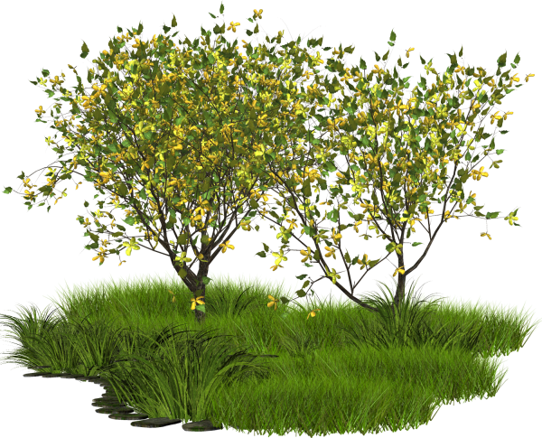 Кустовые деревья