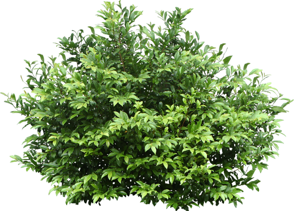 Зеленые кусты