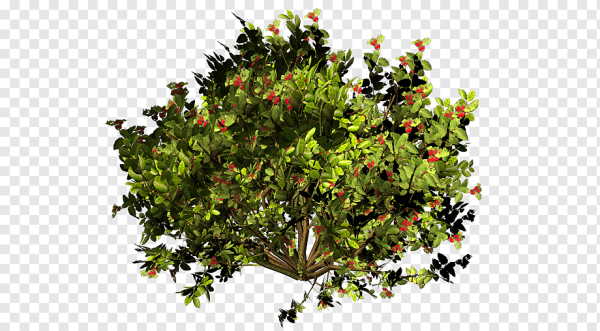 Куст смородины на белом фоне