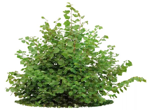 Куст смородины на белом фоне