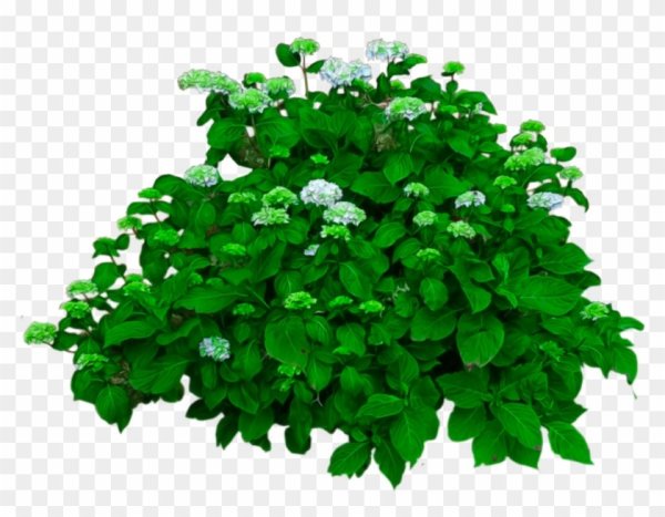 Куст без фона для детей