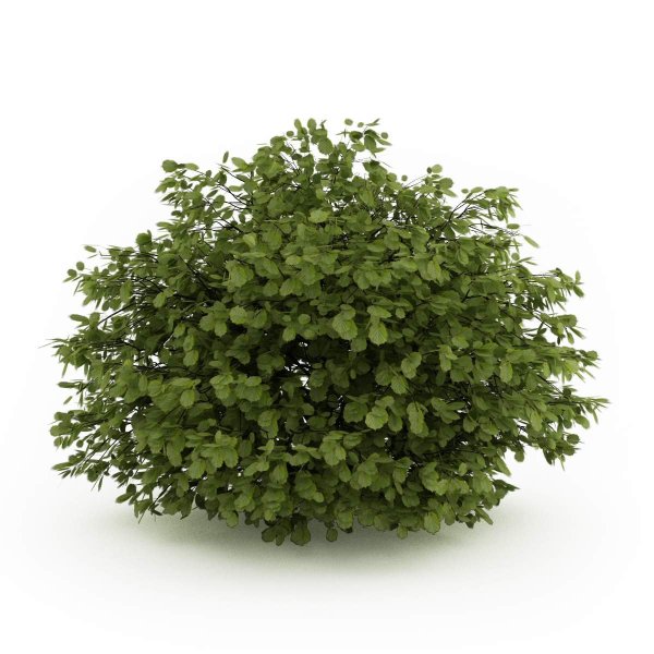 Бересклет Компактус