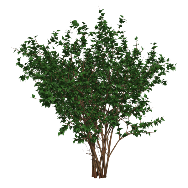 Буш кустарник