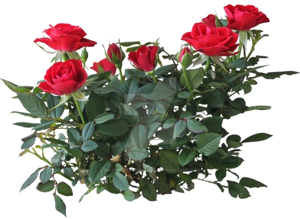 Роза Маргарита роза кустовая