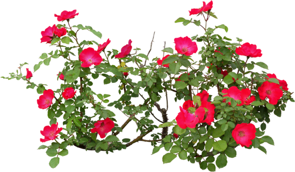 Куст розы на прозрачном фоне