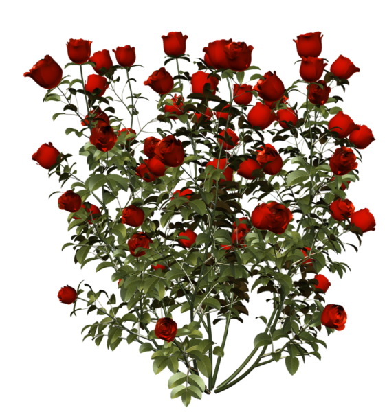 Роза куст сзади