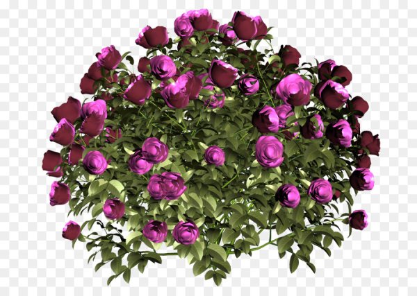 Роза куст Fuchsia Lace