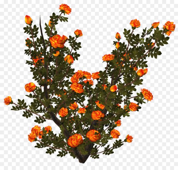 Куст оранжевых роз