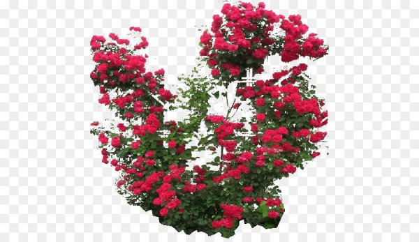 Куст розы на прозрачном фоне