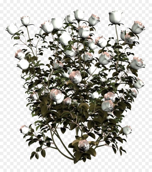 Куст розы на белом фоне