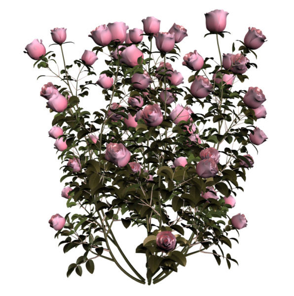 Роза куст сзади