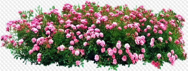 Розовый куст на прозрачном фоне