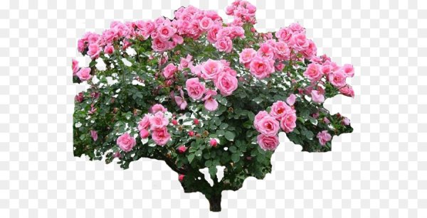 Куст розы на белом фоне