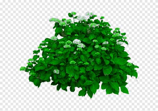 Кусты на белом фоне для детей