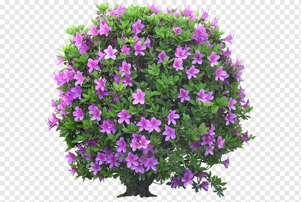 Кусты с цветами вид сверху