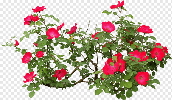 Шиповник куст на белом фоне