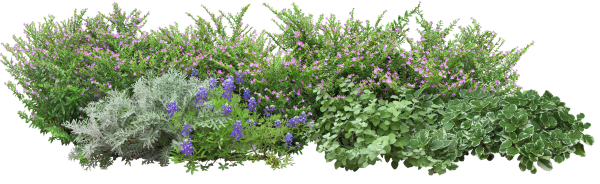 Клумба на белом фоне